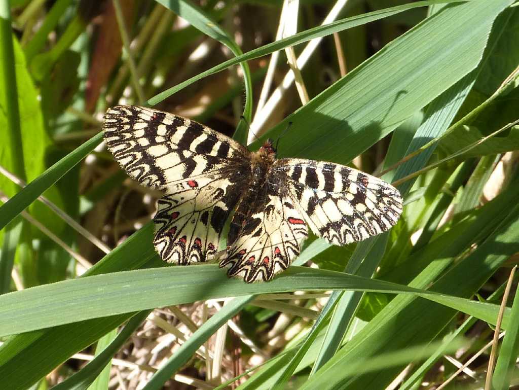 Zerynthia cassandra